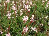 Gaura pink_3